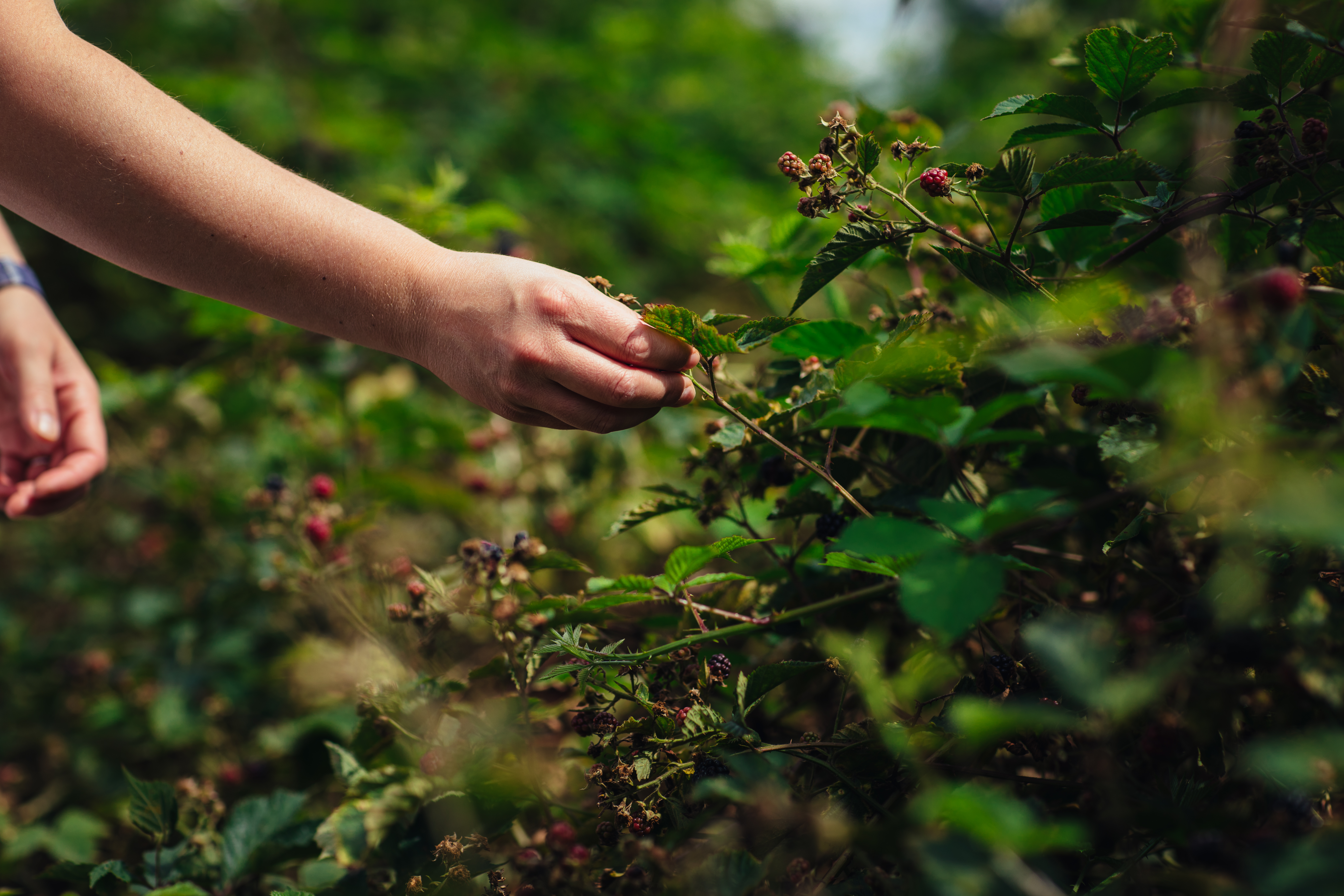 Image of picking raspberries